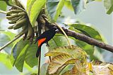 Flame-rumped Tanager